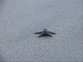 Costa Rica Sea Turtles Costa Rica Sea Turtles