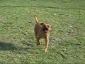 Bosman playing around