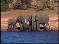 Safari on Chobe river, Bostwana (High Quality) Safari on Chobe river, Bostwana (High Quality)
