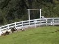 Ghost Herding Dorper Lambs