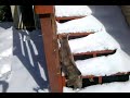 calley,cat,adventure