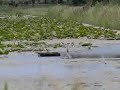 bathing of young black terns
