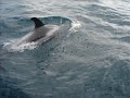 Dolphins in Lyme Bay UK