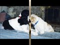 cute-dog-digging-for-crabs-nags-head-nc.html
