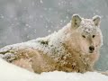 http://vinovo.magnify.net/watch/playlist/mpb8qd1l7xglmjbn
http://files.filefront.com/oj_medvjede_gorska_zivotiowmv/;6168034;/fileinfo.html
link za skidanje ovog videa

traditional folk song - oj medvjede gorska zivotinjo
kuu gacka
licko lesce

oj medvjede gorska zivotinjo

koj te ceslja koj li te umiva.

mene ceslja gora bukovica

a umiva medena rosica oooooj

oj, oj, oj, k njoj


vuk ne vije sto je mesa gladan

vec on vije da drustvo salije

hojte vamo da ga zarozgamo

odavno ga zarozgali nismo ooooooj

oj, oj, oj, k njoj



oj vuci viju, gavranovi grcu

srne drce, sve planine jece

hodi kume da ga zarozgamao

odavno ga zarozgali nismo oooooj

oj, oj, oj, k njoj


oj zalajala kuja vise slunja

u primorju opazila vuka

od stra`a kuja u dunav skocila

sve primorje repom poskropila oooooj

oj, oj, oj, k njoj

music   traditional   old   croatia   hrvatska   imotski   dalmacija   kroatien   croatian   glazba   muzika   jole   ethno   humor   zagora
traditional folk song music ethno croatia hrvatska kroatien rade serbedzija slavko stimac nikola tesla ante starcevic lika gospic croatian bear funny humor cro otocac macedonia makedonija makedonia makedonski ples oro horo bugarska bulgaria bulgarian macedonian folklore folklor bosanski bosnian bosnia bosna kolo dance slovakia chinese japanese suomi gajde diple gusle montenegro crna gora crnagora crnogorski serbian srpski srpsko hrvatski hrvatsko croatian gracac velebit folklore folklor senj donji lapac perusic smiljan snow wolf the skelligs irish
music   traditional   old   croatia hrvatska  imotski  dalmacija  kroatien  croatian  glazba  muzika  jole  ethno  humor  zagora
: traditional   music   old   croatia hrvatska  kroatien  croatian  ethno  lika  gospic  song  funny  humor  cro  ethno