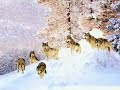 http://vinovo.magnify.net/watch/playlist/mpb8qd1l7xglmjbn
http://files.filefront.com/oj_medvjede_gorska_zivotiowmv/;6168034;/fileinfo.html
link za skidanje ovog videa

traditional folk song - oj medvjede gorska zivotinjo
kuu gacka
licko lesce

oj medvjede gorska zivotinjo

koj te ceslja koj li te umiva.

mene ceslja gora bukovica

a umiva medena rosica oooooj

oj, oj, oj, k njoj


vuk ne vije sto je mesa gladan

vec on vije da drustvo salije

hojte vamo da ga zarozgamo

odavno ga zarozgali nismo ooooooj

oj, oj, oj, k njoj



oj vuci viju, gavranovi grcu

srne drce, sve planine jece

hodi kume da ga zarozgamao

odavno ga zarozgali nismo oooooj

oj, oj, oj, k njoj


oj zalajala kuja vise slunja

u primorju opazila vuka

od stra`a kuja u dunav skocila

sve primorje repom poskropila oooooj

oj, oj, oj, k njoj

music   traditional   old   croatia   hrvatska   imotski   dalmacija   kroatien   croatian   glazba   muzika   jole   ethno   humor   zagora
traditional folk song music ethno croatia hrvatska kroatien rade serbedzija slavko stimac nikola tesla ante starcevic lika gospic croatian bear funny humor cro otocac macedonia makedonija makedonia makedonski ples oro horo bugarska bulgaria bulgarian macedonian folklore folklor bosanski bosnian bosnia bosna kolo dance slovakia chinese japanese suomi gajde diple gusle montenegro crna gora crnagora crnogorski serbian srpski srpsko hrvatski hrvatsko croatian gracac velebit folklore folklor senj donji lapac perusic smiljan snow wolf the skelligs irish
music   traditional   old   croatia hrvatska  imotski  dalmacija  kroatien  croatian  glazba  muzika  jole  ethno  humor  zagora
: traditional   music   old   croatia hrvatska  kroatien  croatian  ethno  lika  gospic  song  funny  humor  cro  ethno