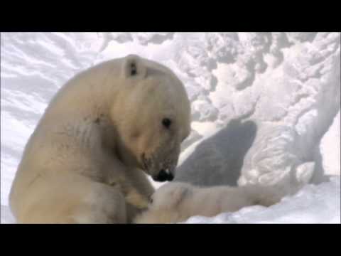 Urso-polar (Ursus maritimus)