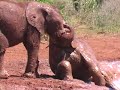 Elephant Orphans at The Sheldrick Wildlife Trust