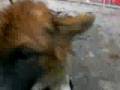 Zuccini ---------- hongkongdogrescue.com