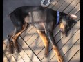 Gamon Un Dobermann per Amico Gamon Un Dobermann per Amico
