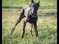 Gamon Un Dobermann per Amico