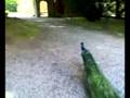 videos de I pavoni - Parma 05/2008