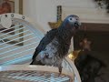 Singing in the Rain whistle dance  African Grey Style