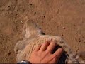 ラクダ動画