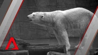 A tribute to Inuka, Singapore 's last polar bear