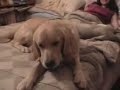 golden retriever wilom the best