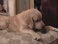 golden retriever wilom the best