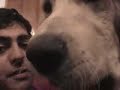 golden retriever wilom the best