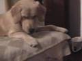 Golden Retriever video
