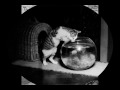 N°124 Diaporama HOMMAGE au photographe Willy RONIS / TRIBUTE to Willy RONIS