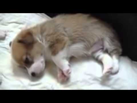 Cosmic Corgis Introduces - Georgia O