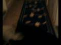 videos de Patrick the patterdale.