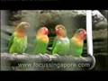 Jurong Bird Park -- the enchanting world of feathered species