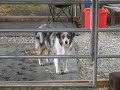 Haflinger horse giving birth / filly\ Haflinger horse giving birth / filly\