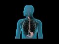 Endoscopia-del-tract