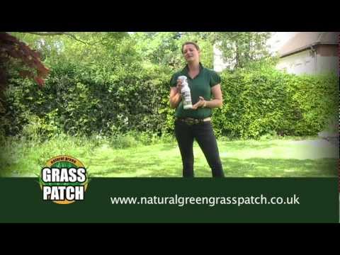 how to repair urine spots in lawn