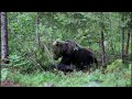 Brown Bear Watching and Tracking Tour