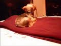 Dog Farts