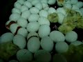 nacimiento de pollos en incubadora