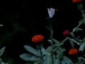 Heliconius cydno Heliconius cydno