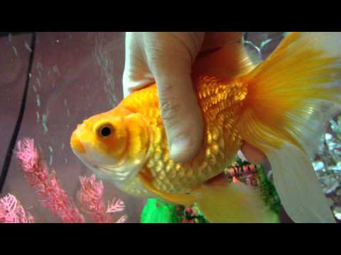 how to cure swim bladder in a goldfish