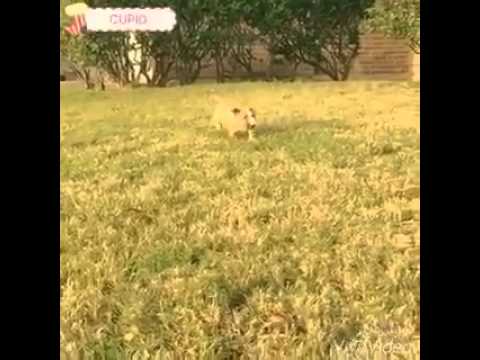 CUPID EGG SHAPED HEAD PUPPY