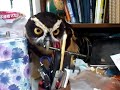 Click here to watch this video やりたい放題なメガネフクロウ