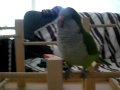 My new Cockatiel Oliver and my Quaker Parrot Abby