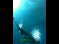 Click here to watch this video Sharks In The Georgia Aquarium