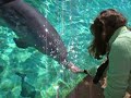 The same young dolphin who was in my 