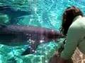 Flipper Shake; Dolphin interaction