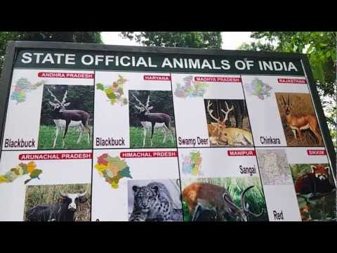 Save India's wild buffalo | Dear Kitty. Some blog