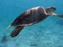 Hawksbill Sea Turtle at Waterlemon ...
