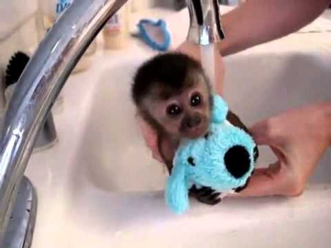 FILHOTE DE MACACO TOMANDO BANHO!