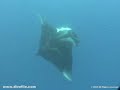 manta-ray-dance-2-cocos-costa-rica.html