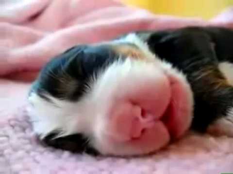 Los 5 Tops de Mascotas y Animales