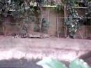 passeio no jardim zoológico