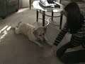 Samson Obeys Basic Commands