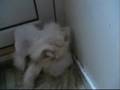 A New Cat Video: Poodle Peach