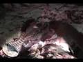 Indonesian Meat Market (video tour)